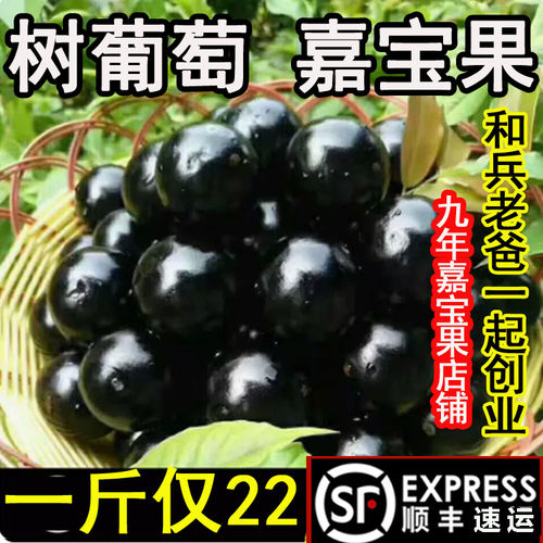 【老树--口感好】沙巴嘉宝果鲜果现摘树葡萄新鲜孕妇水果嘉多宝果