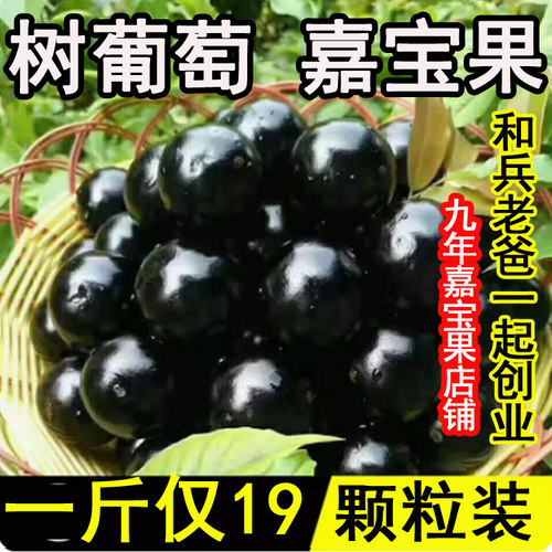 【老树--口感好】沙巴嘉宝果鲜果现摘树葡萄新鲜孕妇水果嘉多宝果