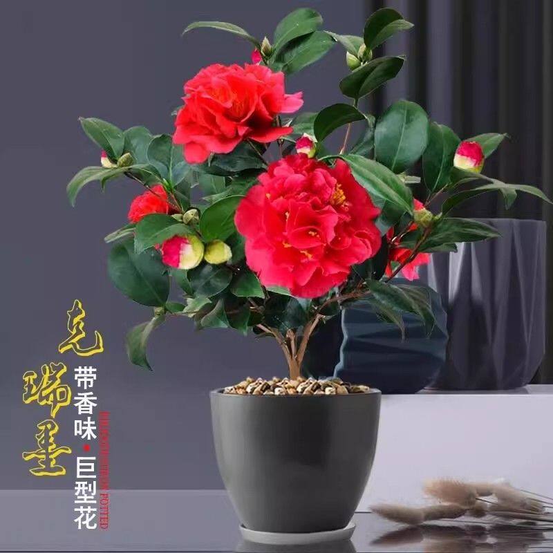 克瑞墨山茶花盆栽植物
