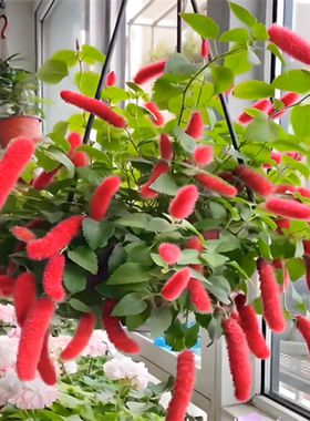 红缨垂吊岁岁红吊兰盆栽花期长