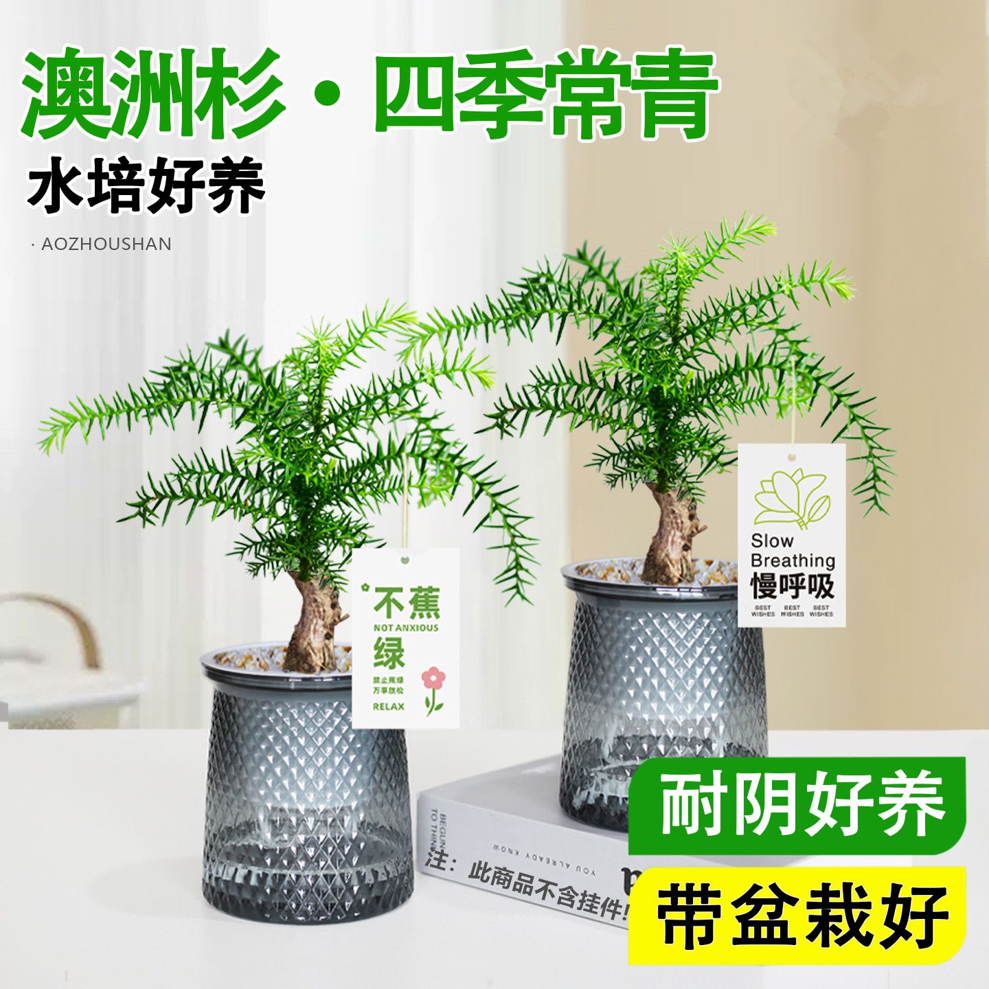 迷你澳洲杉老桩绿植盆栽防辐射好养适合办公室内客厅桌面水培