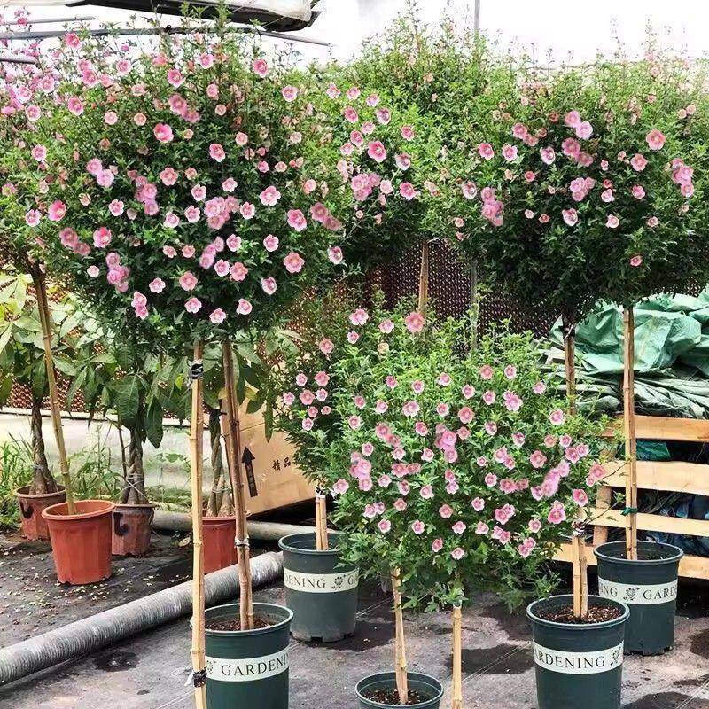 小木槿棒棒糖花苗盆栽带花苞