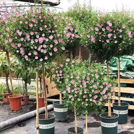 小木槿棒棒糖花苗盆栽四季开花好养易活适合阳台庭院种植带花苞