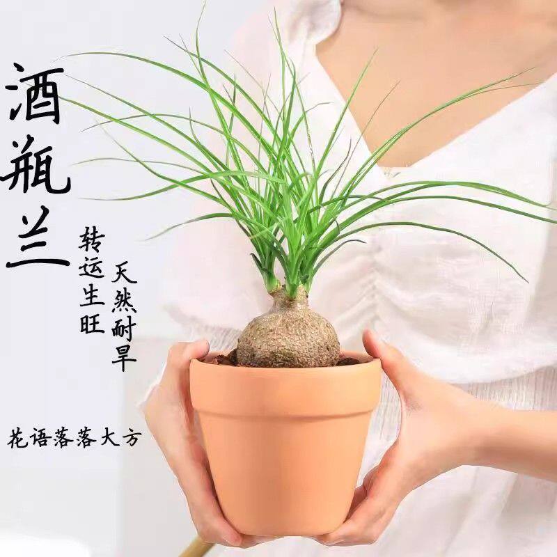 酒瓶兰盆栽绿植花卉植物