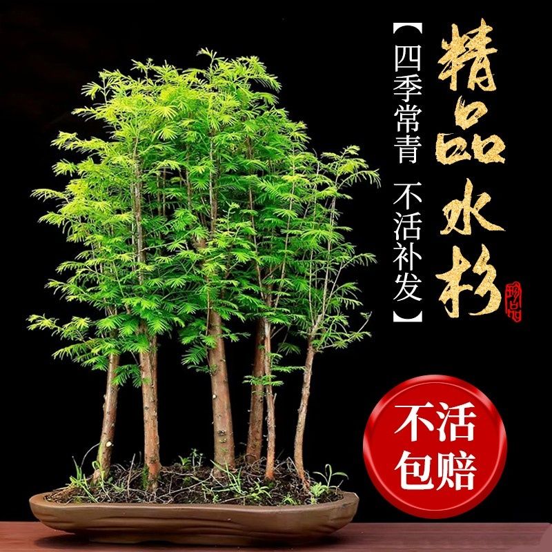 水杉落羽杉盆栽室内桌面四季常青