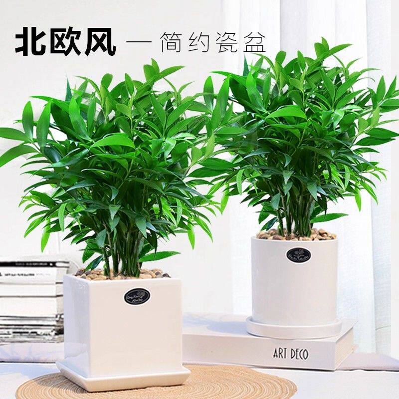 竹柏盆栽植物室内四季常青绿植