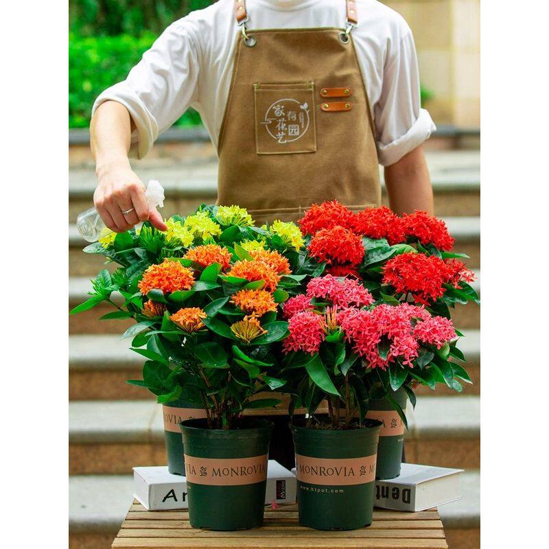 龙船花盆栽苞室内阳台开花植物