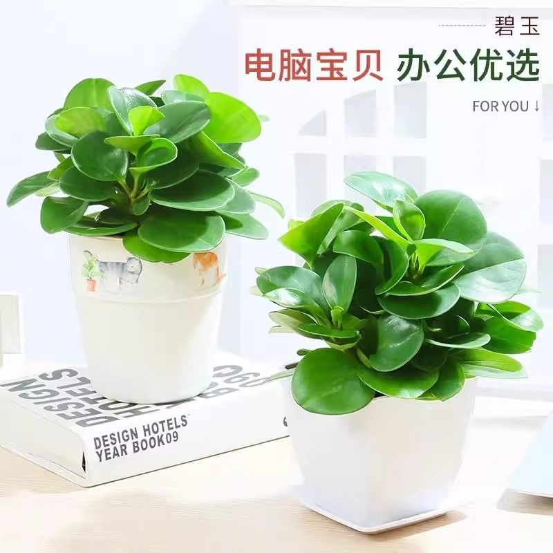 水培豆瓣绿碧玉盆栽植物