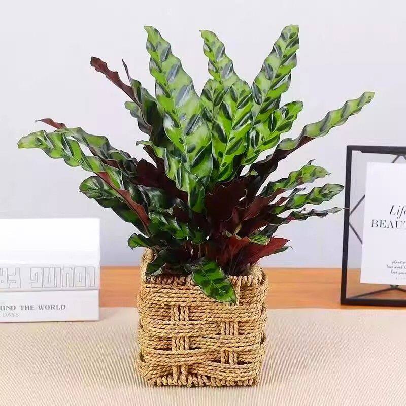 猫眼竹芋盆栽植物彩叶观叶植物