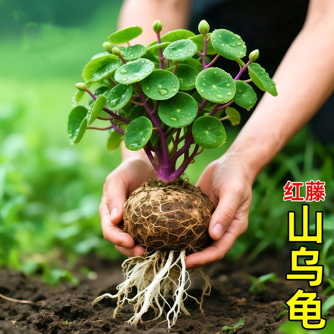 山乌龟金不换室内阳台桌面绿植