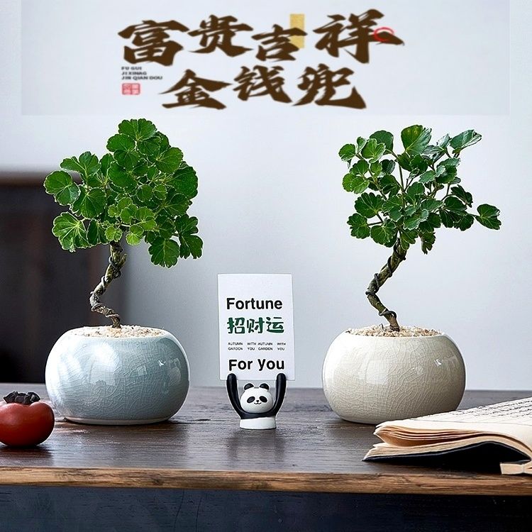 青叶福禄桐钱多多造型盆景