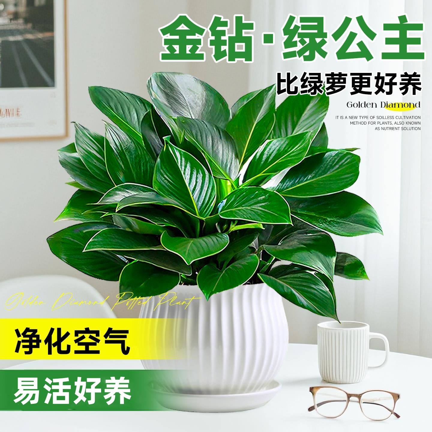 金钻盆栽植物室内净化空气四季常青适合办公室客厅摆放水培植物