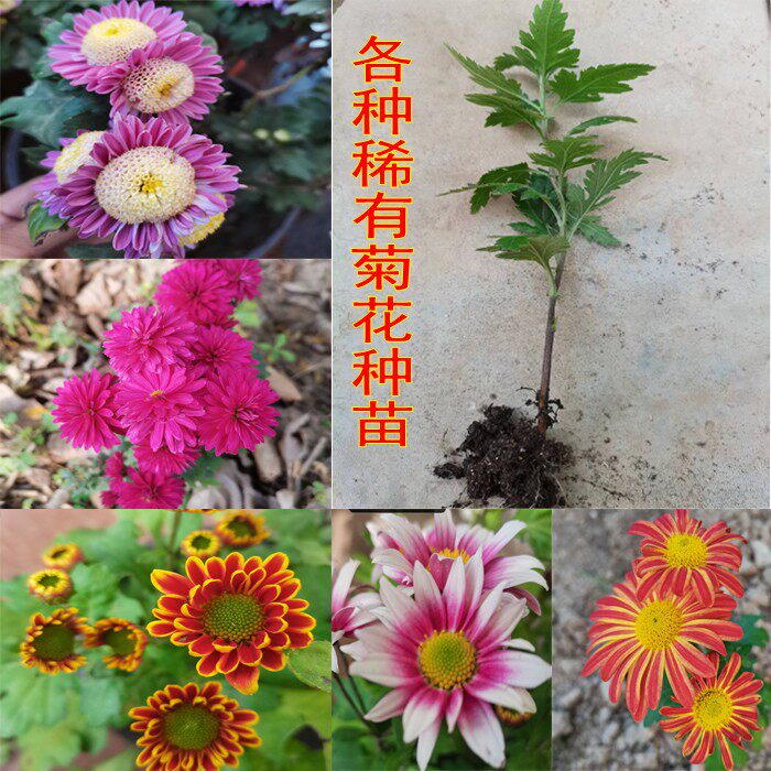 多种珍贵稀有菊花品种观赏食用花卉多头菊花带根种苗