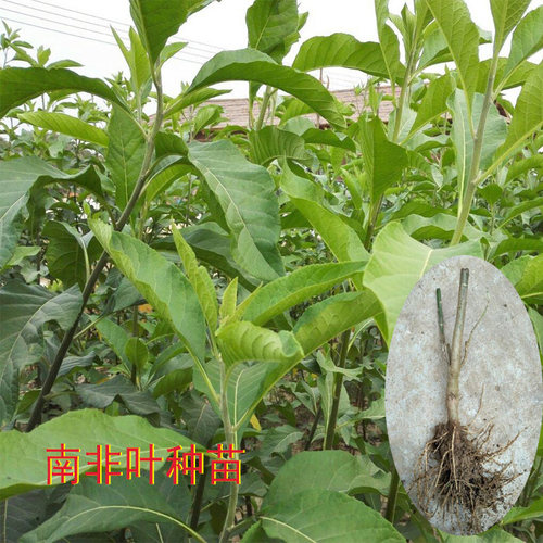 南非叶苦茶树将军叶苗子泡茶喝