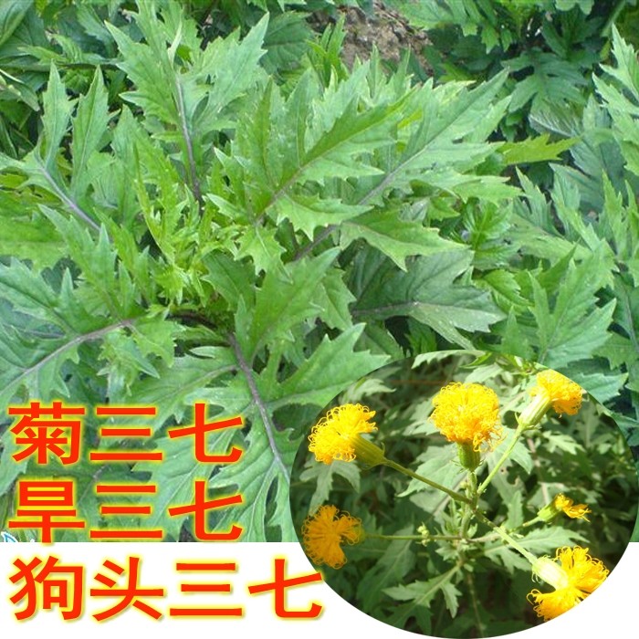 正宗菊三七血七旱三七菊叶三七狗头三七苗子止血活血中药带根种苗