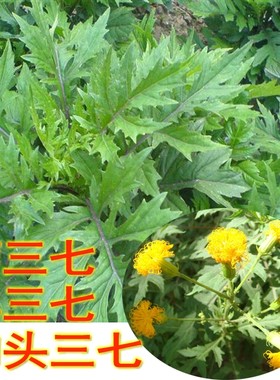 菊三七血当归苗子止血活血化於