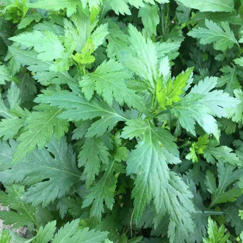 菜用菊花脑带根苗子做蛋汤路边菊黄花可食用盆栽蔬菜南京大叶菜苗