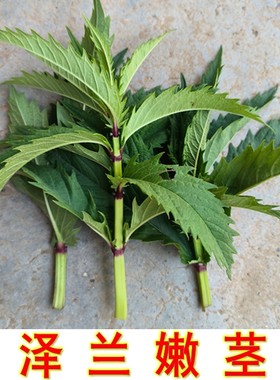 泽兰嫩茎可食用地参苗子可种植