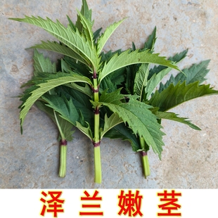 泽兰嫩茎可食用地参苗子可种植现挖现发新鲜带根种苗地笋银条菜