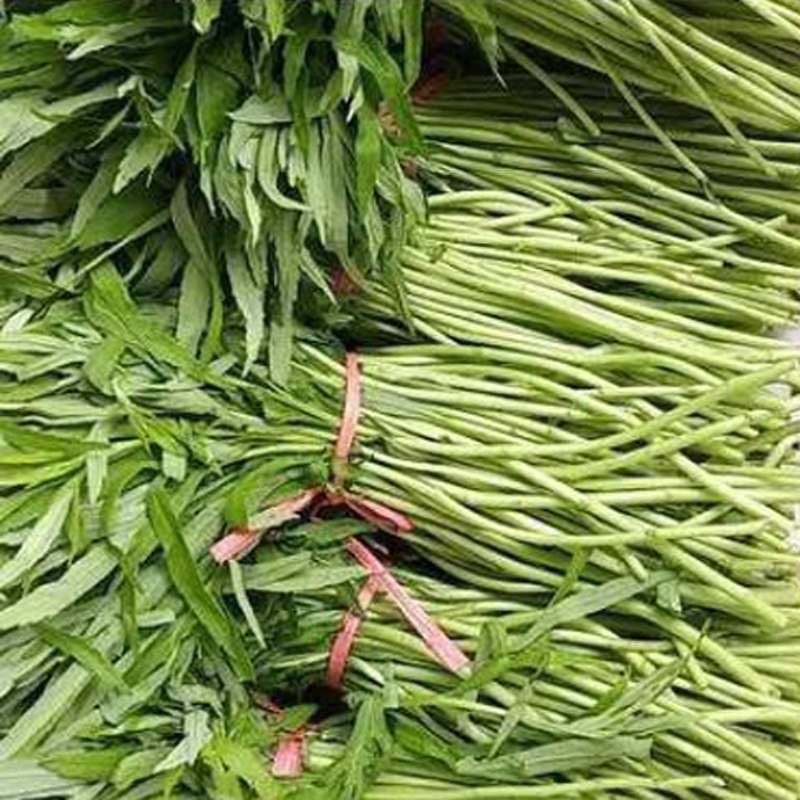 芦蒿正宗南京八卦洲芦蒿可种植柳叶蒿苗子根茎现挖现发新鲜可食用
