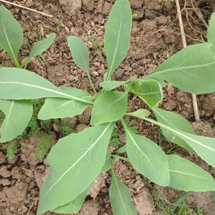 菜用板蓝根种子带根苗中药材大青叶种籽松蓝菘蓝清热解毒植物