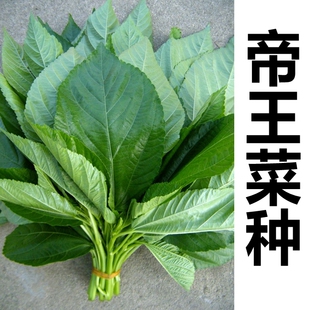 埃及帝王菜种 菜用黄麻 长蒴黄麻皇帝菜野麻婴特色蔬菜