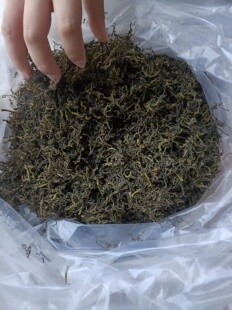 养生茶新茶养心菜茶 救心菜茶养心茶 景天三七茶降丫茶徐州特产