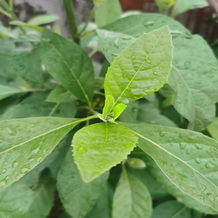 现挖现发带根南非叶苗子肝连苦茶树将军树叶苦茶树树苗新鲜中药材