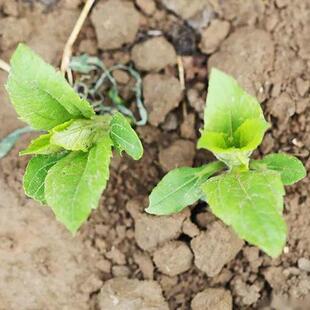 现挖现卖新鲜洋姜菊芋鬼子姜可留种苗胰岛果不辣酱腌菜泡菜果实