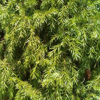 大山特产刺柏叶无患子新鲜枝条