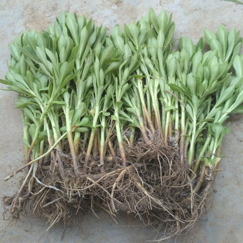 野生新鲜景天三七高钙养心菜