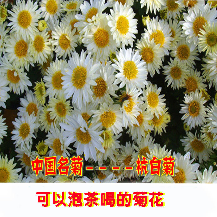 四大名菊之一杭白菊泡茶喝菊花茶清香阳台花盆植物带根菊花种苗