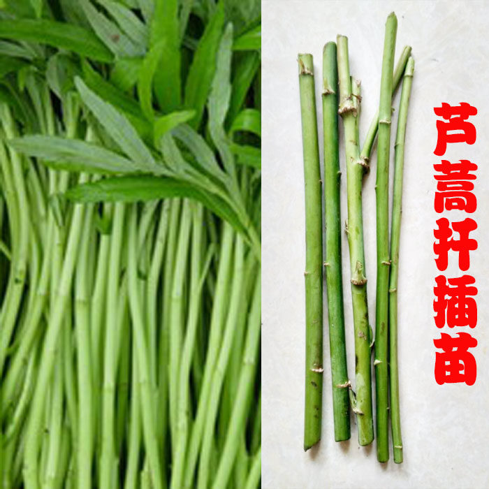 野生芦蒿 青蒿 带根种苗 秋播扦插苗南京八卦洲芦蒿种苗5元10棵