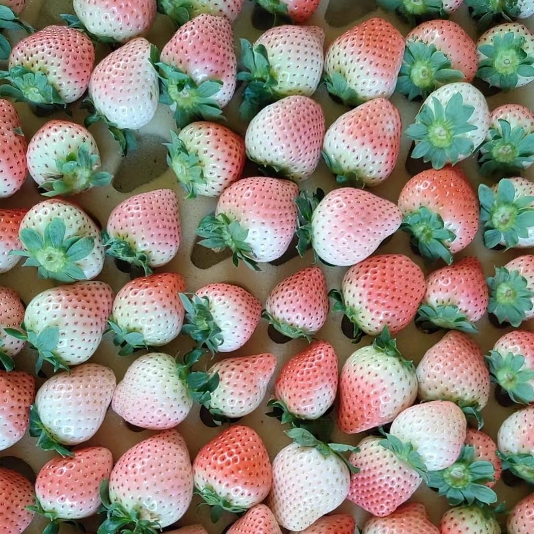 南京粉玉奶油粉白草莓新鲜淡雪纯甜老人小孩孕妇水果现采现发顺丰,水产肉类/新鲜蔬果/熟食,草莓,淘宝优惠券,粉丝福利购,淘宝优惠卷