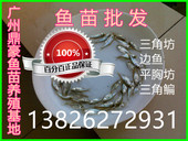 包邮 武昌鱼苗活体淡水三角鲂鱼苗鳊鱼苗团头鲂鱼苗推荐 全场 特惠