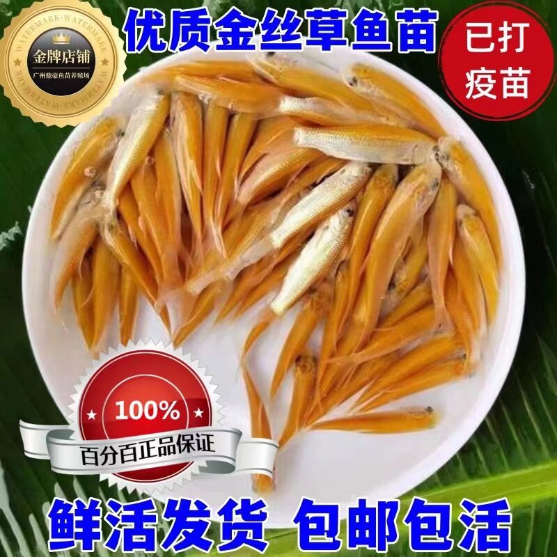 金草鱼苗可食用金丝草鱼苗红草鱼苗金丝鲩鱼苗红鲩鱼苗可年长四斤
