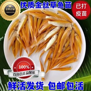 金草鱼苗可食用金丝草鱼苗红草鱼苗金丝鲩鱼苗红鲩鱼苗可年长四斤