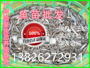 埃及塘鲺鱼苗 革胡子鲶鱼苗 塘角鱼苗大型胡子鲶鱼淡水养殖食用鱼