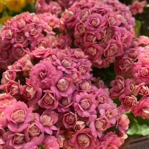 豆沙皇后长寿花盆栽带花苞重瓣绿植四季开花好养植物室内带花花卉