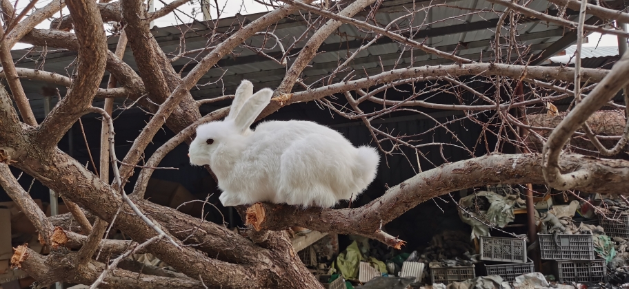 仿真工艺品大白兔发财兔宠物兔礼品兔送礼儿童生日礼物女友生日