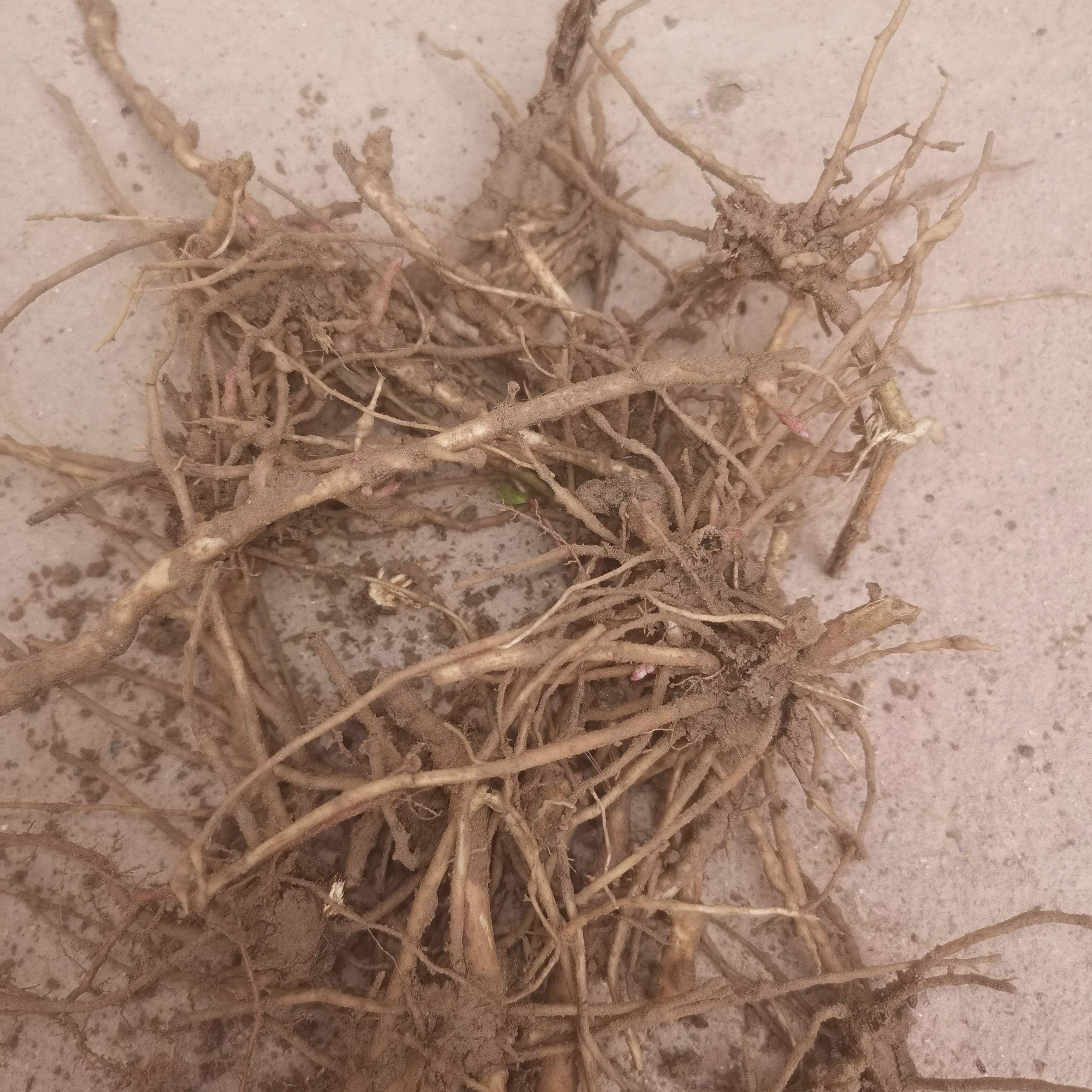 豫东特产伤力草,伤力草根,现挖现发纯根茎,补气强身中草药力草