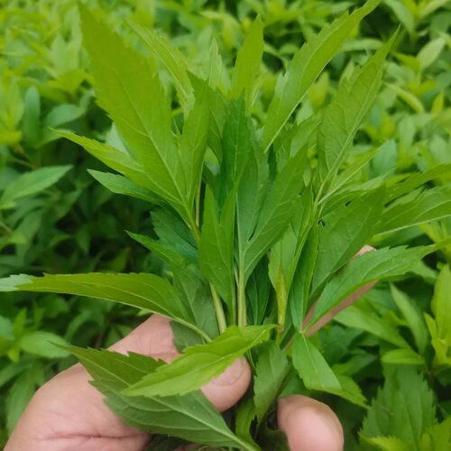 新鲜现采伤力草,商丘特产先发现采保鲜发货,伤力草补气强身四季