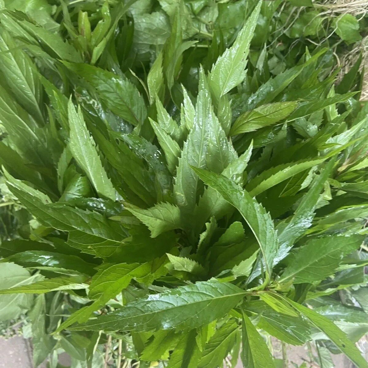 新鲜现采伤力草,商丘特产先发现采保鲜发货,伤力草补气强身四季