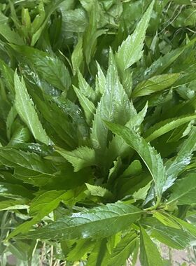 新鲜现采伤力草,商丘特产先发现采保鲜发货,伤力草补气强身四季