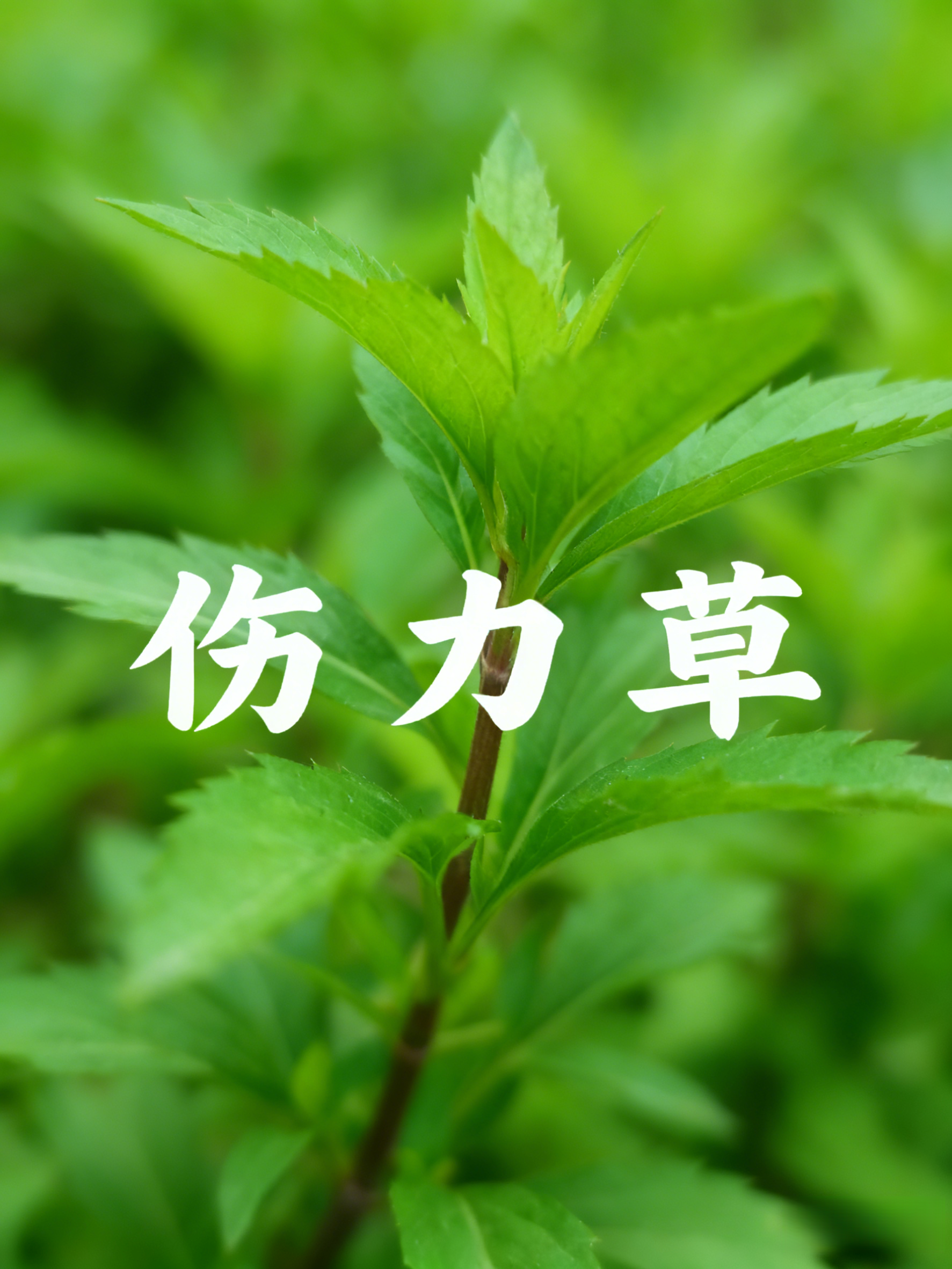 伤力草商丘天然中成药强身健体新鲜伤力草损伤伤力草苗端午节楼顶