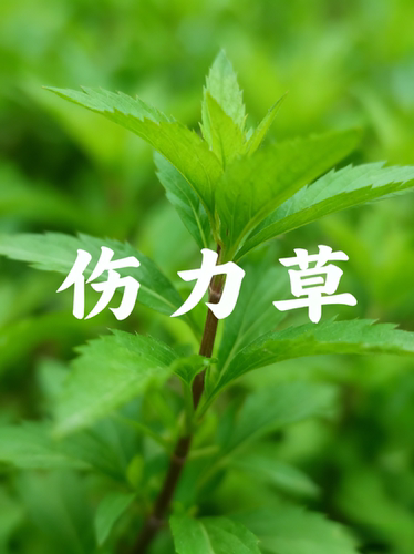 伤力草商丘天然中成药强身健体新鲜伤力草损伤伤力草苗端午节楼顶