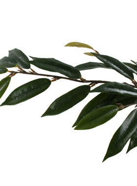 仿真植物栲树叶山毛榉叶子绿植丝栗栲芒果叶乔木工程搭配装饰销售