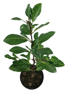仿真特色绿灌木植物可可李叶秋茄叶工程布景拍摄点缀道具挂饰直销