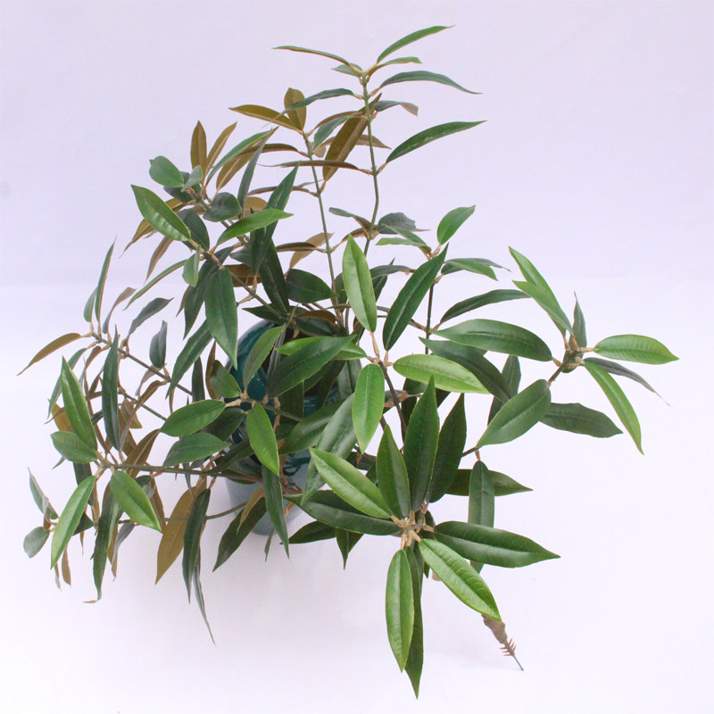 仿真新款栲树叶15叉枝乔木四季常青锥木树槠树橡木树拍摄室内外