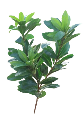 仿真植物树叶祥瑞仿真植物厂